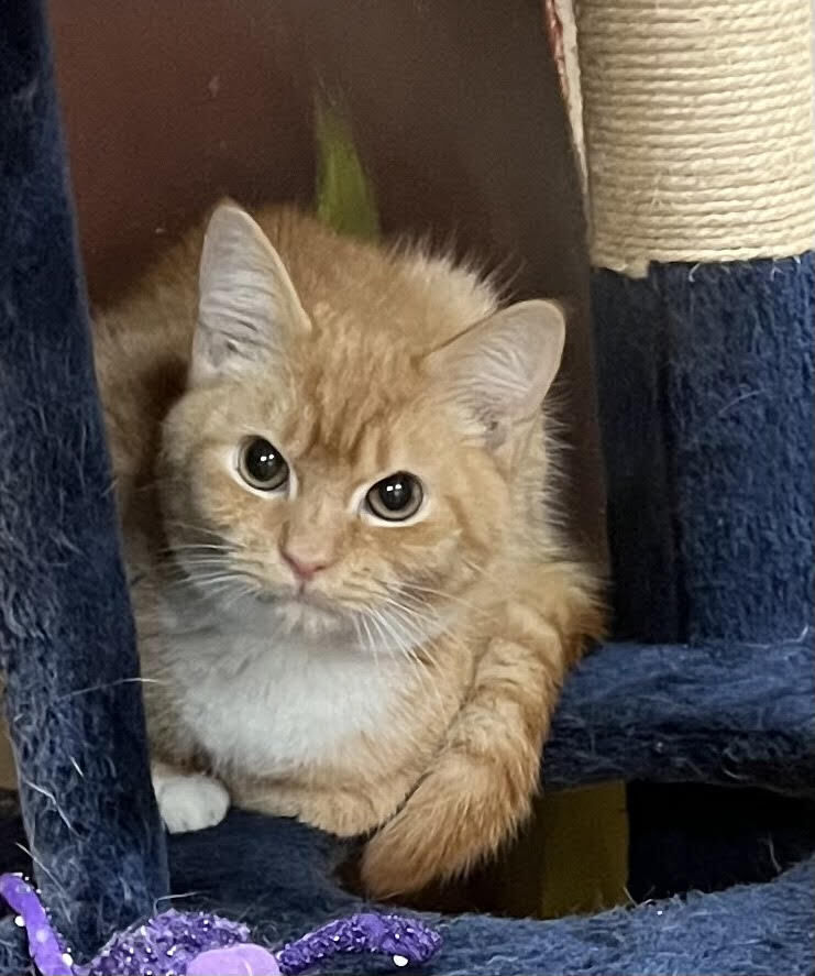 Nacho